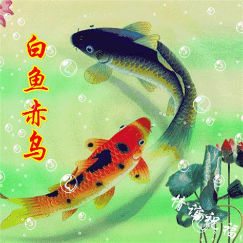 魚 吉祥話|含“鱼”的吉祥话有哪些？